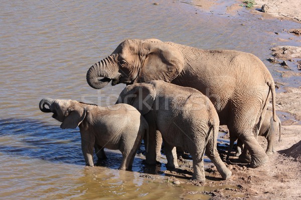 Elephants Drinking at Waterhole Stock photo © fouroaks