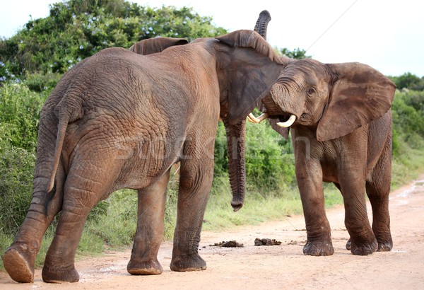 Zdjęcia stock: Słoń · afrykański · agresja · dwa · mężczyzna · Afryki · słonie