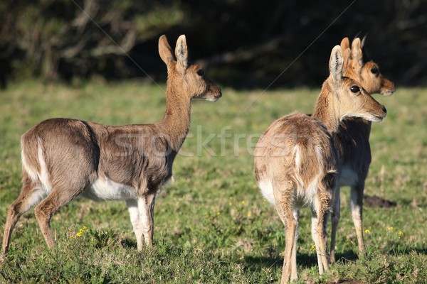 Mountain Reedbuck Antelope Stock photo © fouroaks