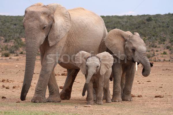 African Elephant Baby Stock photo © fouroaks