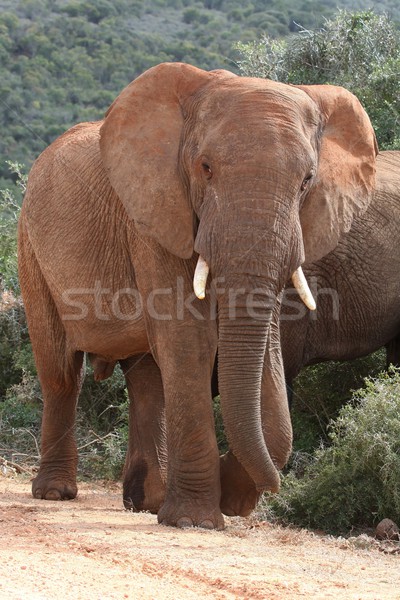 Elefant african taur mare masculin african apă Imagine de stoc © fouroaks