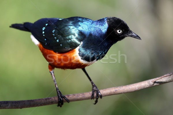 Superb Starling Bird Stock photo © fouroaks