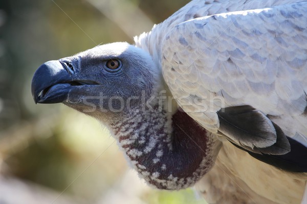 Vulture - Griffon Stock photo © fouroaks