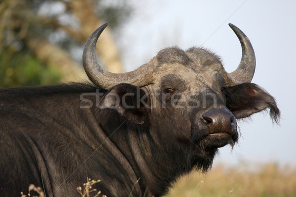 African Buffalo Annoyed Stock photo © fouroaks