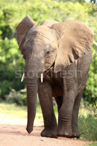 Elefant african mare mare urechile si lung Imagine de stoc © fouroaks