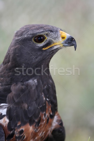Jackal Buzzard Bird Stock photo © fouroaks