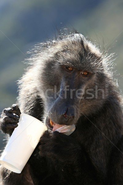 Habeş maymunu uzak büyük fast-food Stok fotoğraf © fouroaks