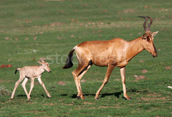 Baby Red Hartebeest Antelope Stock photo © fouroaks