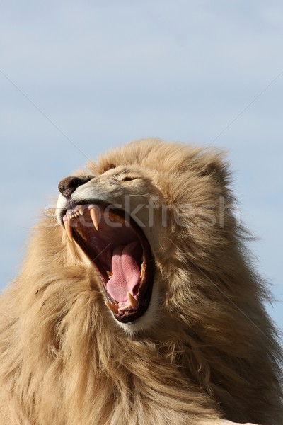 Biały lew zęby mężczyzna usta szeroki Zdjęcia stock © fouroaks