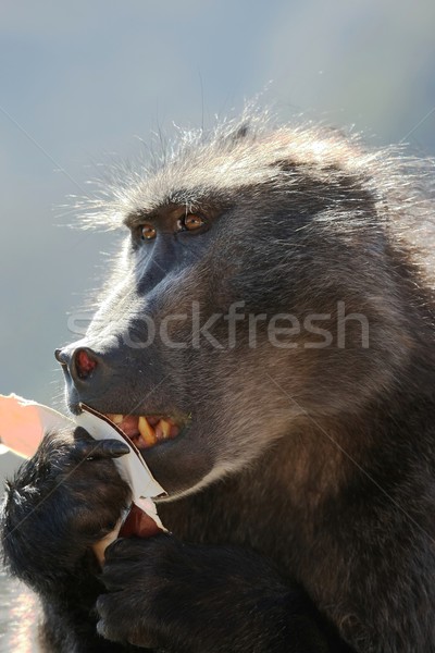 Habeş maymunu fast-food yeme kutu patates kızartması Stok fotoğraf © fouroaks