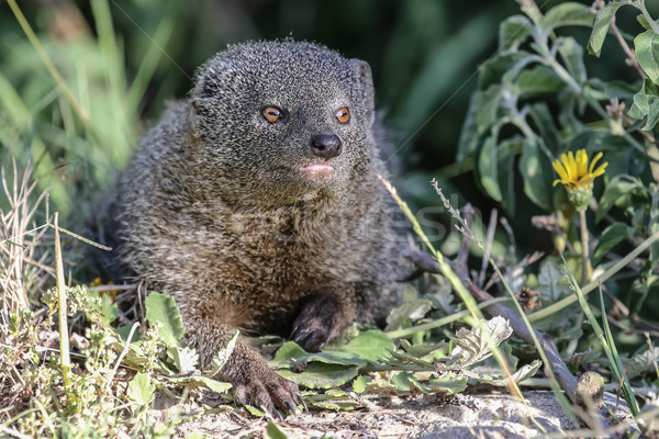 Grey Mongoose Stock photo © fouroaks