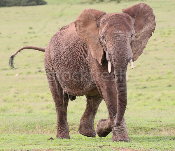 Elefant african masculin mare mers piele animal Imagine de stoc © fouroaks