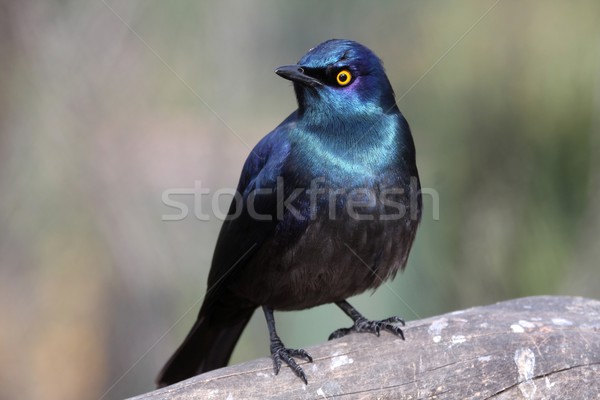 Glossy Starling Bird Stock photo © fouroaks