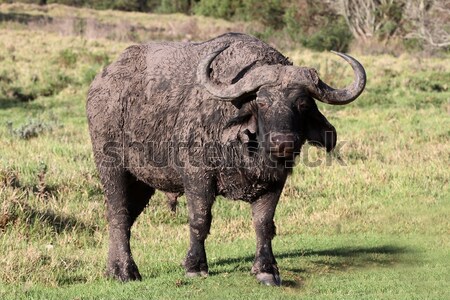 бык огромный намерение пейзаж животного африканских Сток-фото © fouroaks
