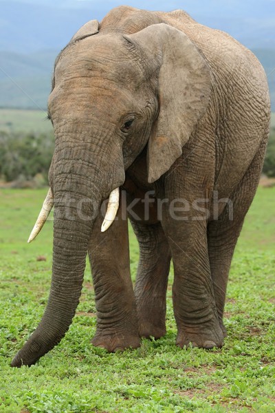 Elefant african mananca luxuriant iarba verde natură verde Imagine de stoc © fouroaks