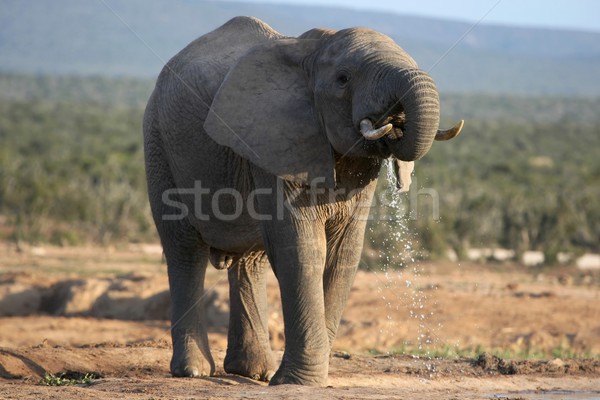 Elefante africano toro bere enorme maschio acqua potabile Foto d'archivio © fouroaks