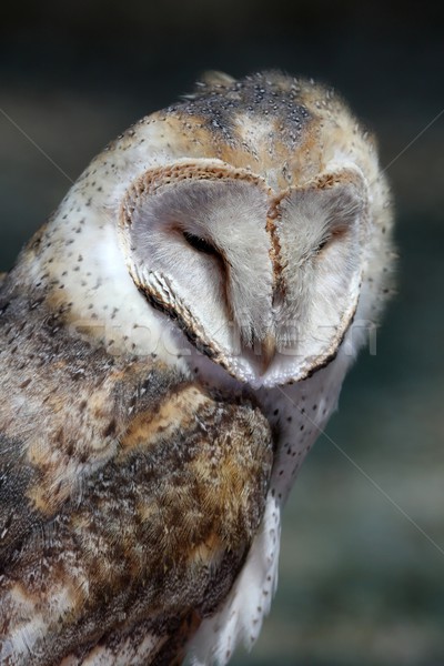 Schuur uil vogel portret mooie buit Stockfoto © fouroaks