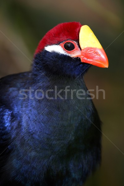 Violet Turaco Bird Stock photo © fouroaks