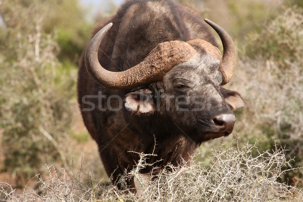 Afrikai nagy férfi nagy természet utazás Stock fotó © fouroaks