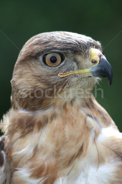 Stockfoto: Kite · vogel · buit · jonge · naar · achtergrond