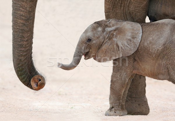 Elefant african copil mama drăguţ afara Africa Imagine de stoc © fouroaks