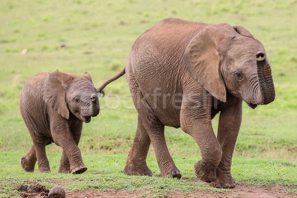 Stock photo: Young African Elephant Friends