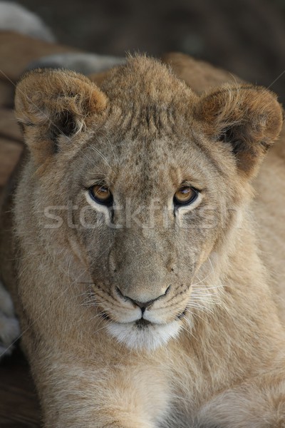 Stok fotoğraf: Genç · aslan · güzel · kahverengi · gözleri · yüz · kedi