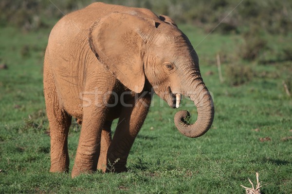 Tineri elefant african mananca iarba verde copil iarbă Imagine de stoc © fouroaks