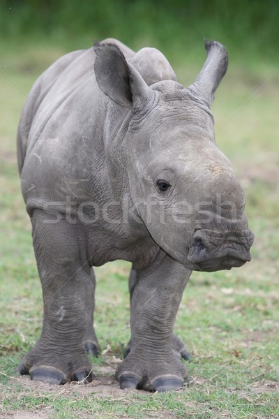 Stock photo: Baby Rhinoceros