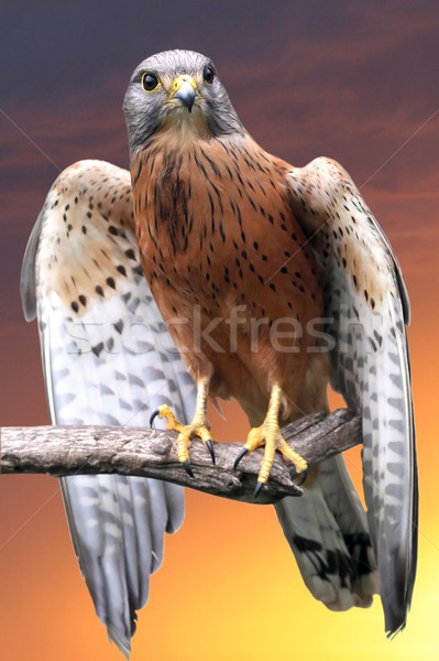 Kestrel Bird of Prey Stock photo © fouroaks