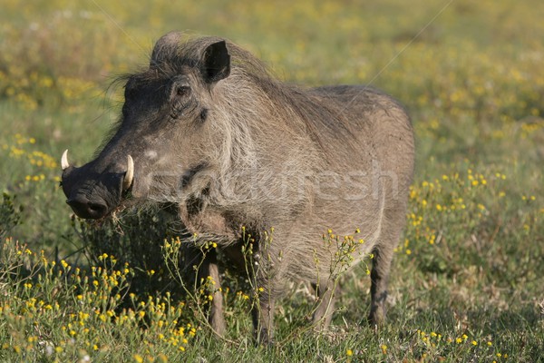 Warthog and Yellow Flowers Stock photo © fouroaks