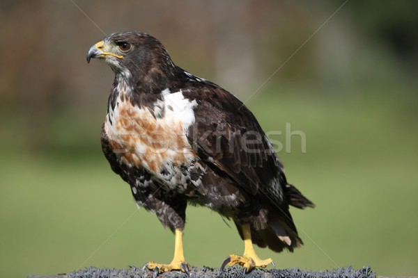 Jackal Buzzard Raptor Stock photo © fouroaks