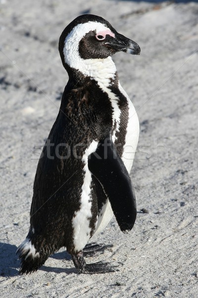 African or Jackass Penguin Stock photo © fouroaks