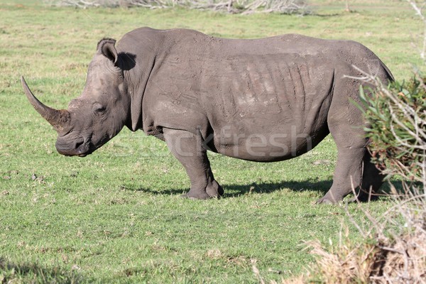 White Rhino Portrait Stock photo © fouroaks