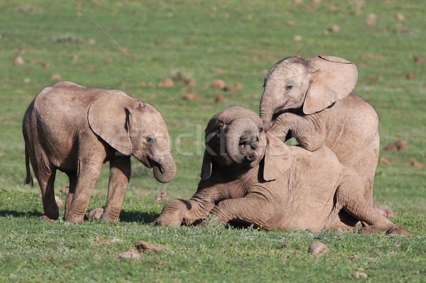 Baby Elephants Playing Games Stock photo © fouroaks