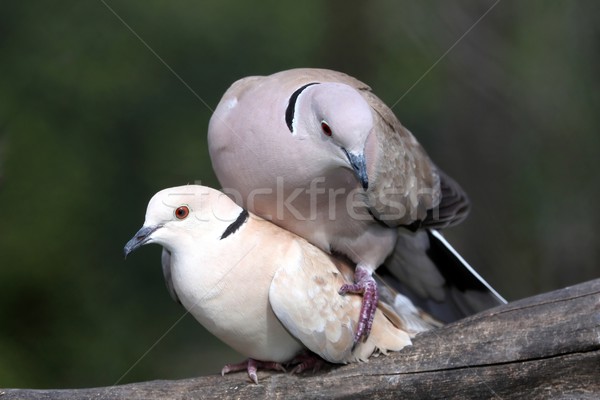 Mating Dove Birds Stock photo © fouroaks