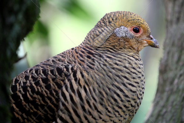 Beautiful Female Golden Pheasant Bird Stock photo © fouroaks