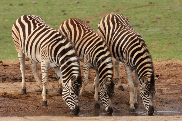 Zebra Drinking Stock photo © fouroaks