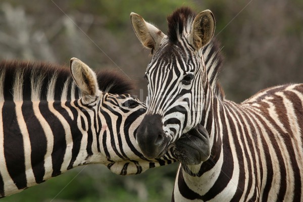 Stock photo: Zebra Pair