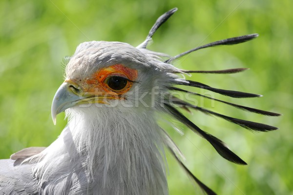 Secretaris vogel portret mooie buit oog Stockfoto © fouroaks