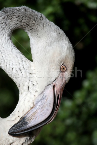 Roz flamingo cioc juvenil lung Imagine de stoc © fouroaks