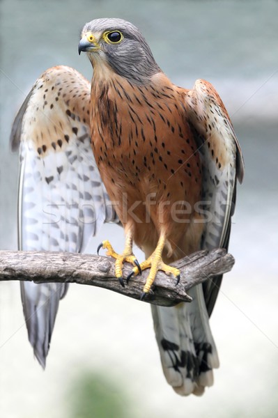 Rock vogel buit tak vleugels Stockfoto © fouroaks