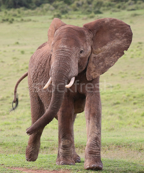 Elefant african masculin mare iarbă mers piele Imagine de stoc © fouroaks