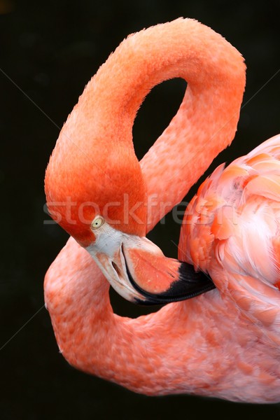 Carribean Flamingo Bird Stock photo © fouroaks