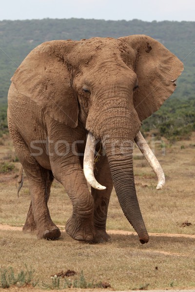 Słoń afrykański byka ogromny mężczyzna Zdjęcia stock © fouroaks
