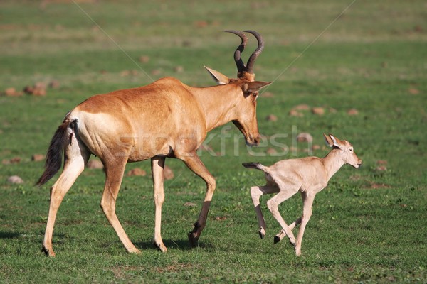 Baby Red Hartebeest Antelope Stock photo © fouroaks