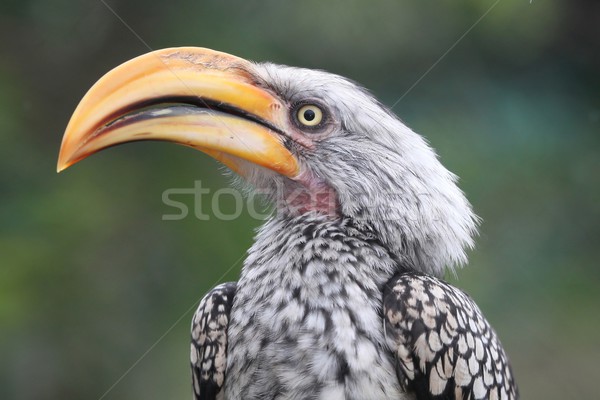 Ground Hornbill Bird Stock photo © fouroaks