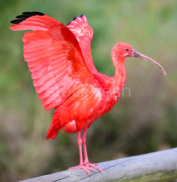 Scarlet Ibis Bird Stock photo © fouroaks