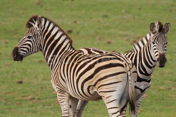 Burchells Zebras Stock photo © fouroaks