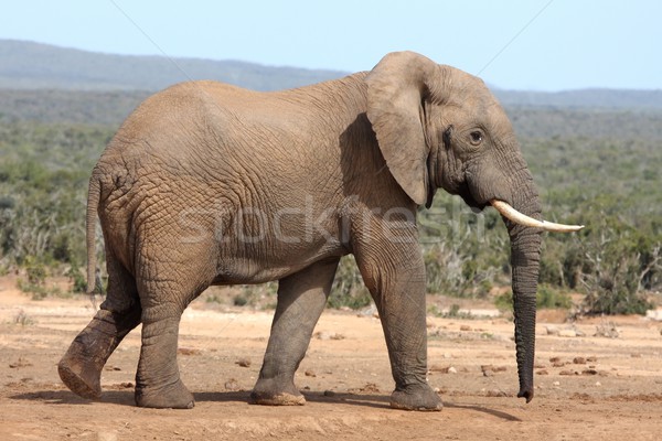 Afrikai elefánt bika hatalmas bokor természet sétál Stock fotó © fouroaks